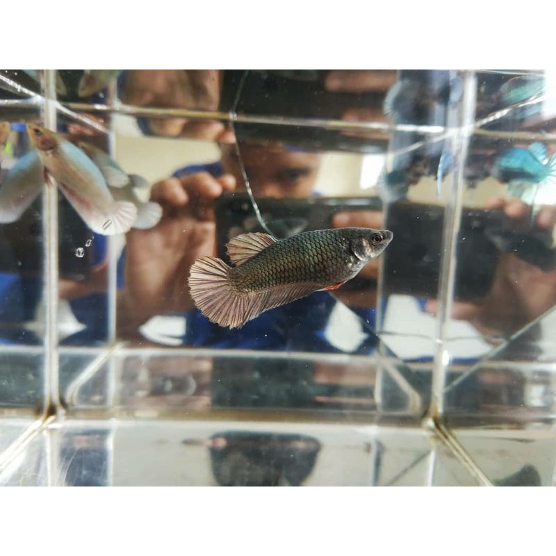 Real Pict || 1 Pair/Pasang Indukan Ikan Cupang Black Cooper Gold Top Grade