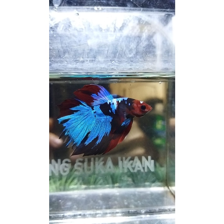 CUPANG HALFMOON/HM MULTICOLOR 100% REALPICT (8HMM8)