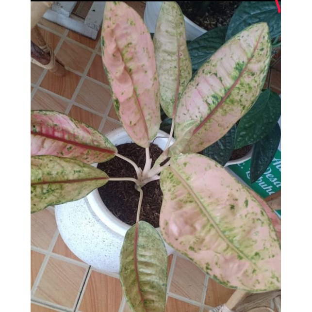 aglonema Dona Carmen mutasi