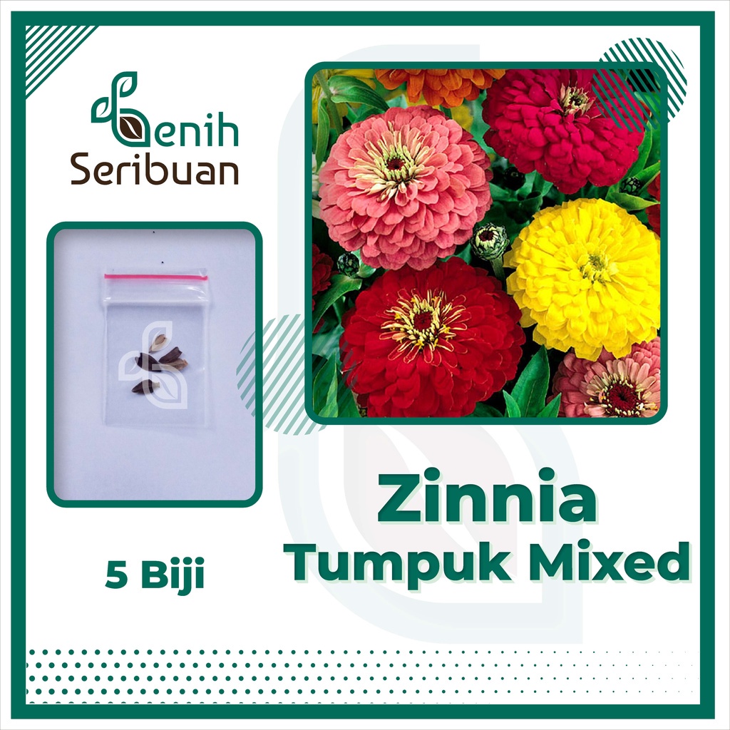 5 Benih Zinnia Elegans Mix Bibit Bunga Zinnia Liliput Tumpuk Mixed Dahlia Kembang Kertas Unggul