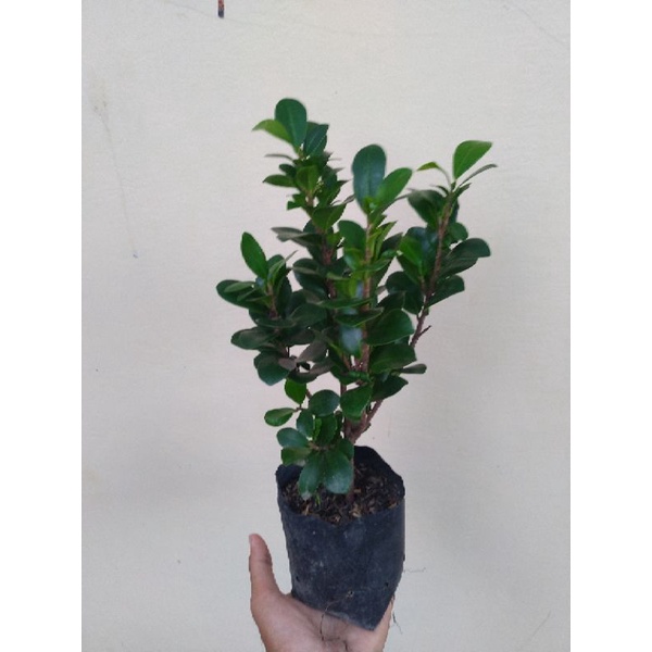 Ficus Compacta atau Bringin Kompakta atau Beringin Kompakta atau Beringin Compakta atau Bringin Comp