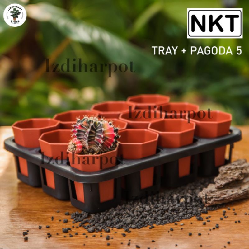 1 set Tray + POT BUNGA NKT PAGODA 5CM MERAH BATA | tray semai bibit