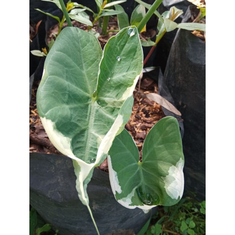 keladi tikus varigata