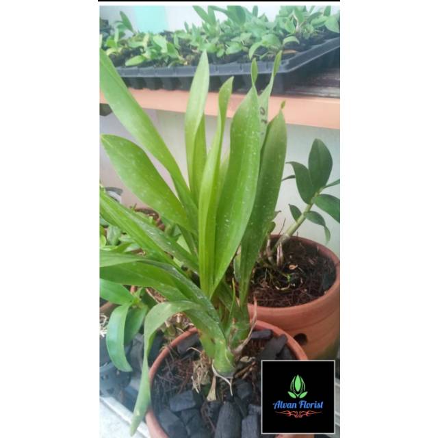 Anggrek Remaja Grammatophyllum Tiger Paw