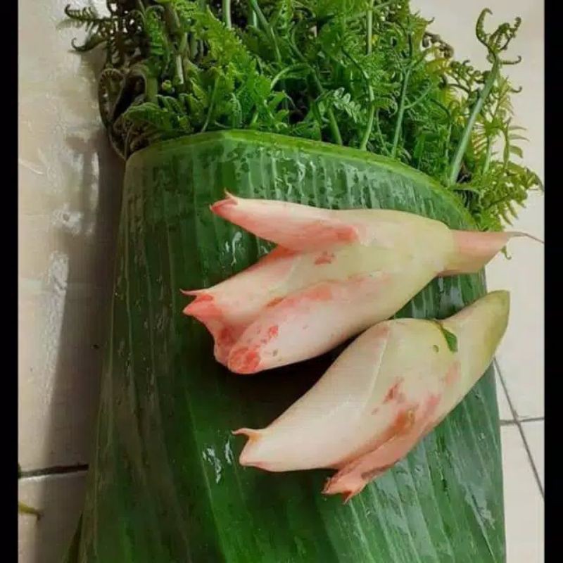 

Daun Pakis Sayur segar 250 gr gratis 2 bunga kecombrang