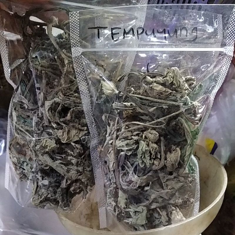 

daun tempuyung kering