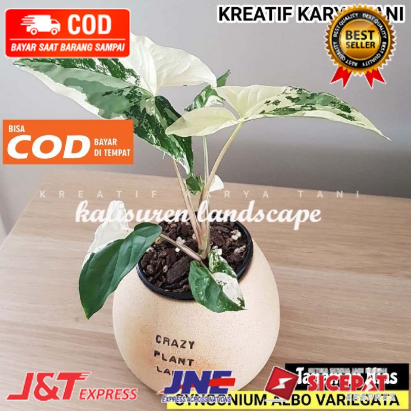 Syngonium albo varigata - Syngonium varigata ( TERLARIS )