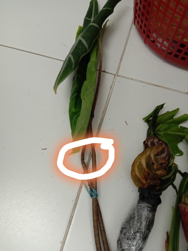 Tanaman Hias Keladi Tengkorak - Amazon Caladium