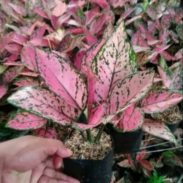 Aglonema Lady Valentine - Tanaman Hias Indoor Aglonema Lady Valentine