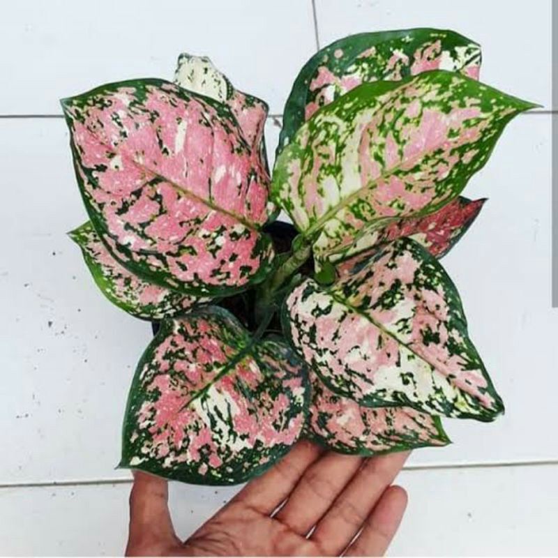 bibit anakan aglonema tricolor/baby aglonema tricolor