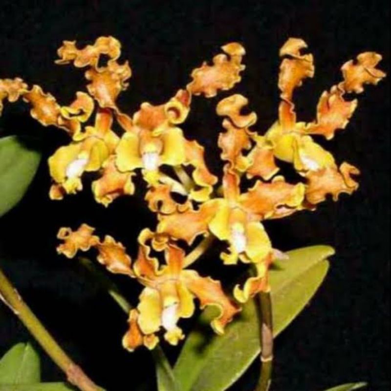 Dewasa Dendrobium Sp Jungle Discolor Merauke