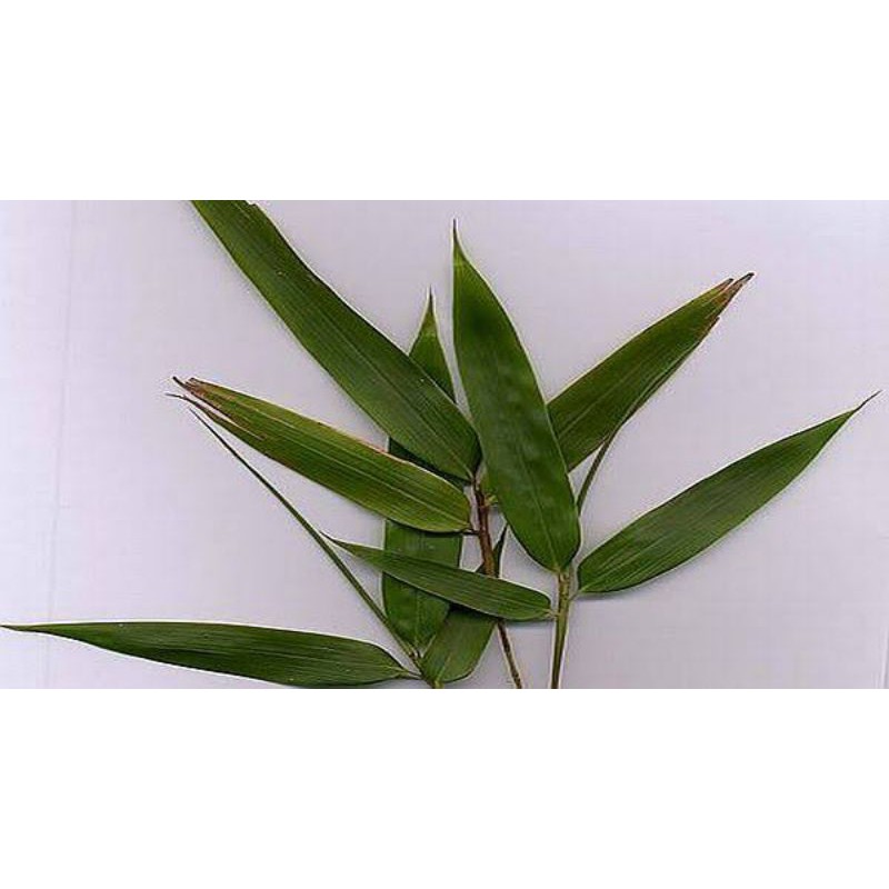 

Daun Bambu Pilihan