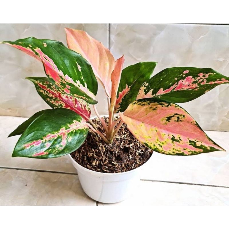 Tanaman Hias Aglonema Sultan Brunai / Tanaman Hias Anakan Aglonema Sultan Brunai Murah / Aglonema An