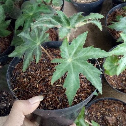 tanaman hias begonia bintang - pohon begonia bintang - tanaman begonia - begonia bintang