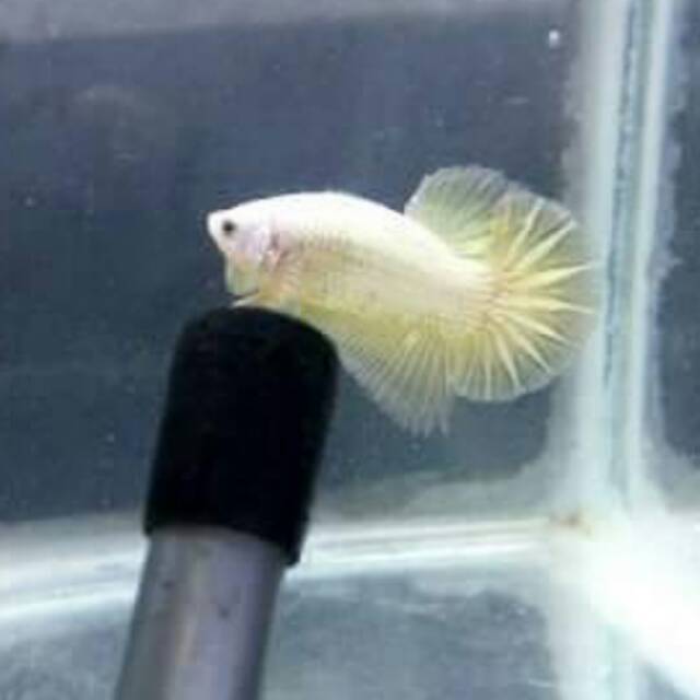 Cupang yellow dragon, Male size M.