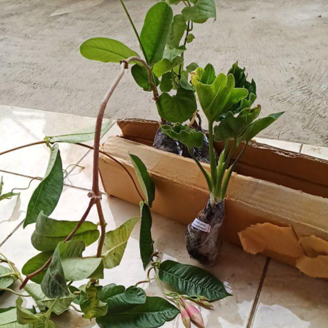 Tanaman Mandevilla Pink