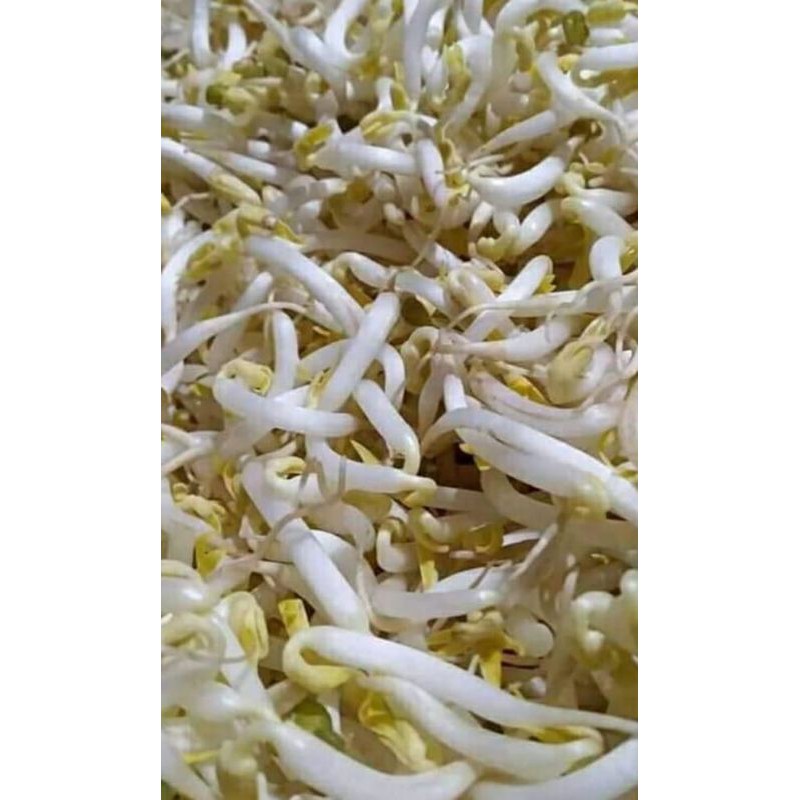 

toge/kecambah 500grm