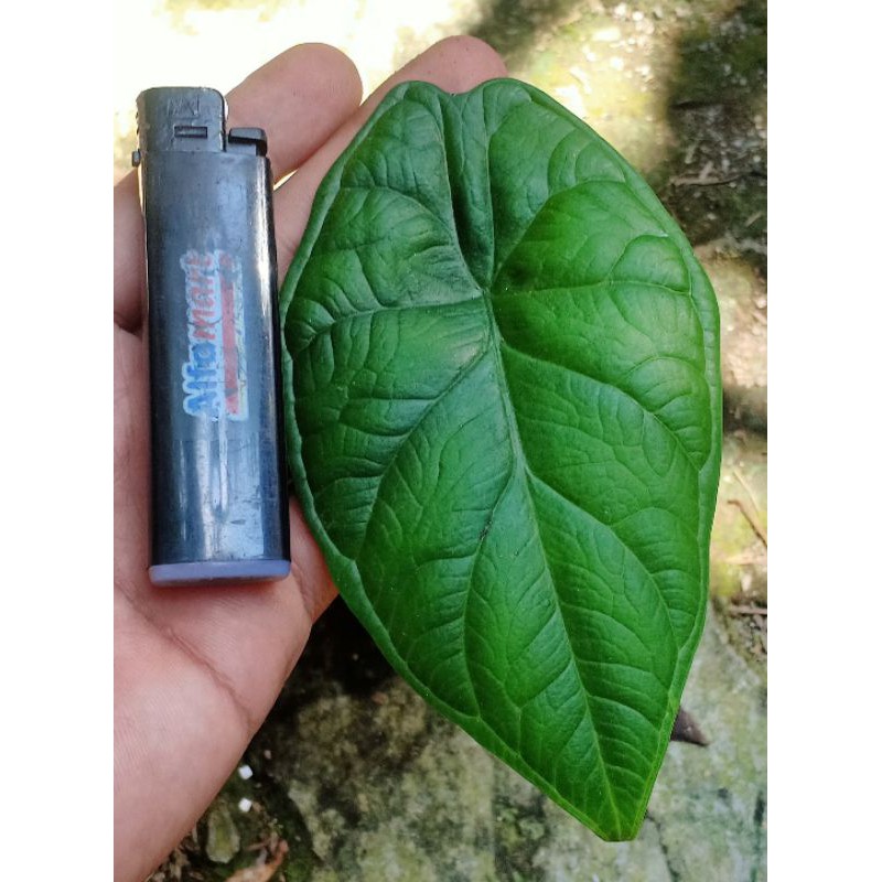 Tanaman Alokasia dragon scale hijau