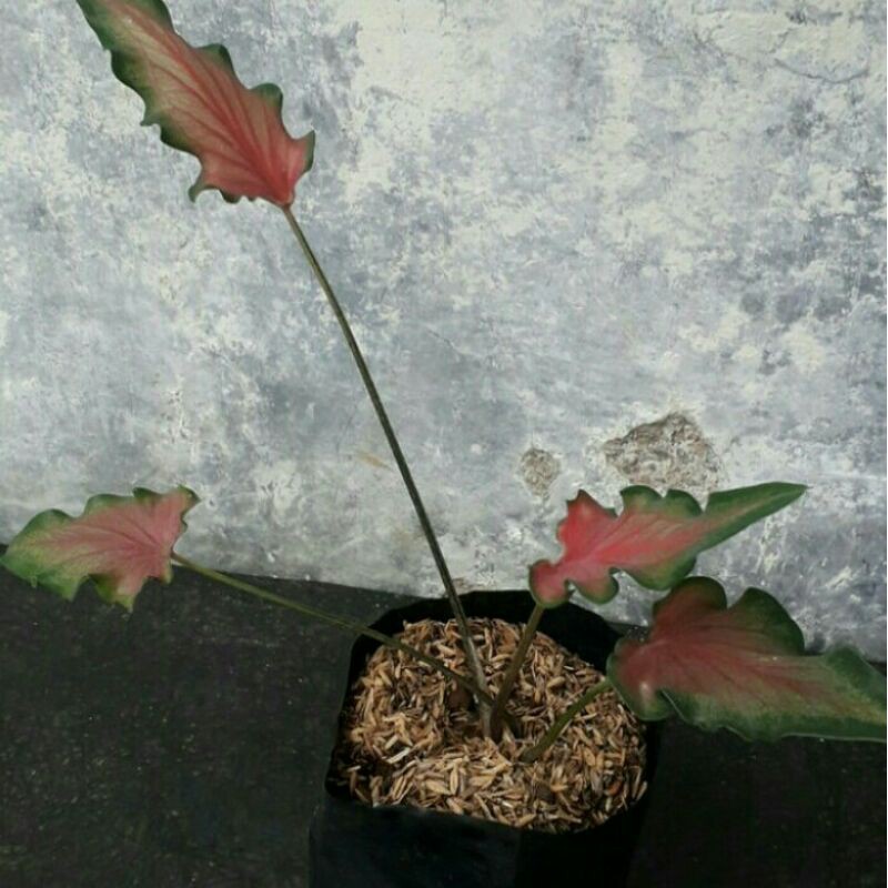 Tanaman Hias Keladi Keris - Caladium Keris - Pohon Keladi
