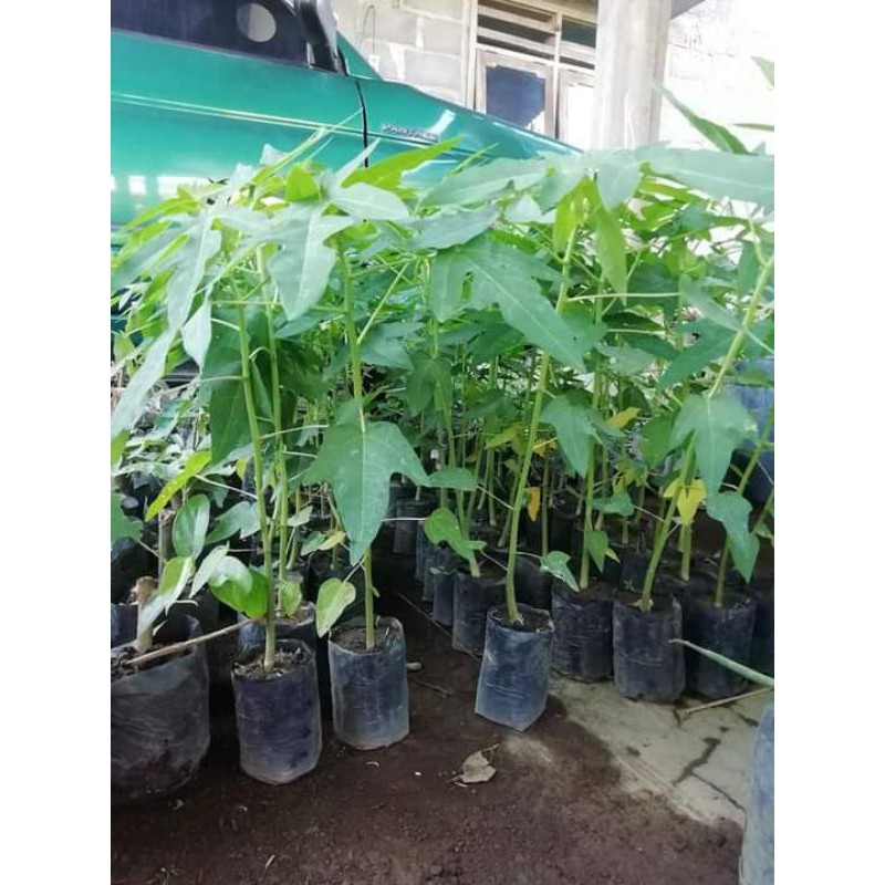 Bibit buah pepaya taiwan super