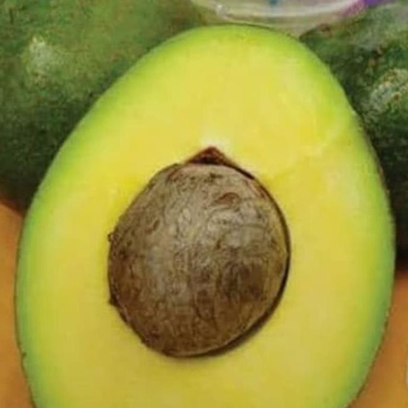 Bibit Alpukat Miki Hasil Cangkok /Okulasi Terbaik