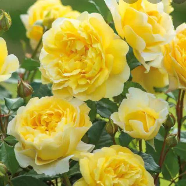 Tanaman mawar floribunda kuning