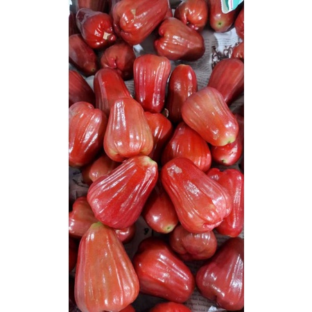 Buah Jambu Air Citra Merah 1kg