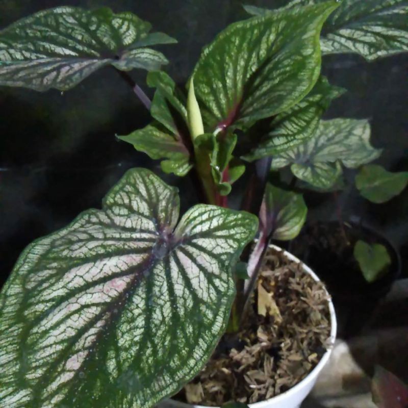 Caladium Srikandi