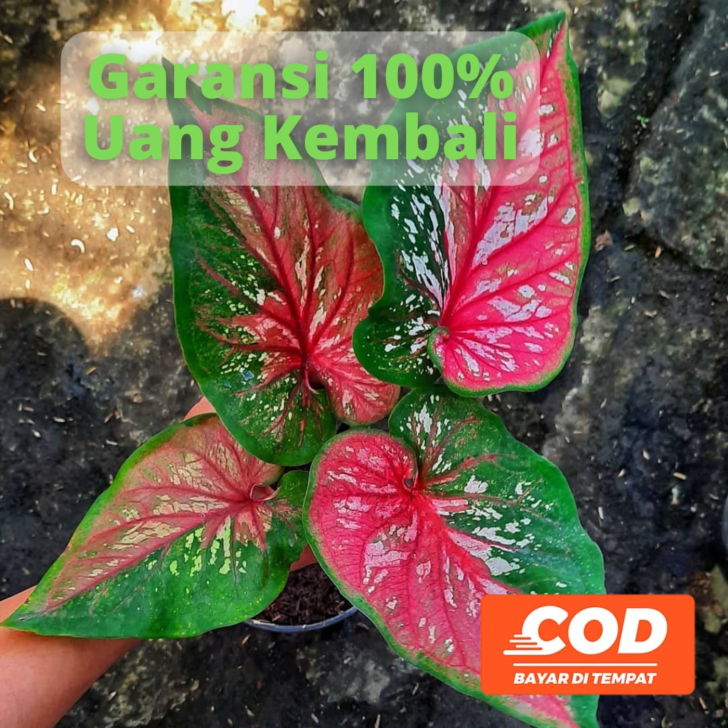 BISA COD Keladi Merah Caladium Red Clown  - Tanaman Hias Daun Pohon Bunga Hidup Murah Merah Pink Put