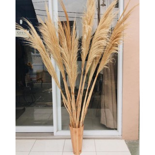  Pampas  kering  lokal daun  kering  fried flower original 