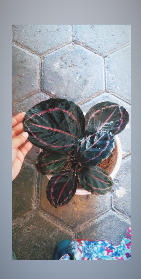 Tanaman Hias Calathea Black Lipstik - Pohon Kalatea Black Lipstik