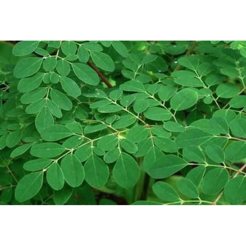 

Daun kelor segar 500gram langsung dari pohonnya