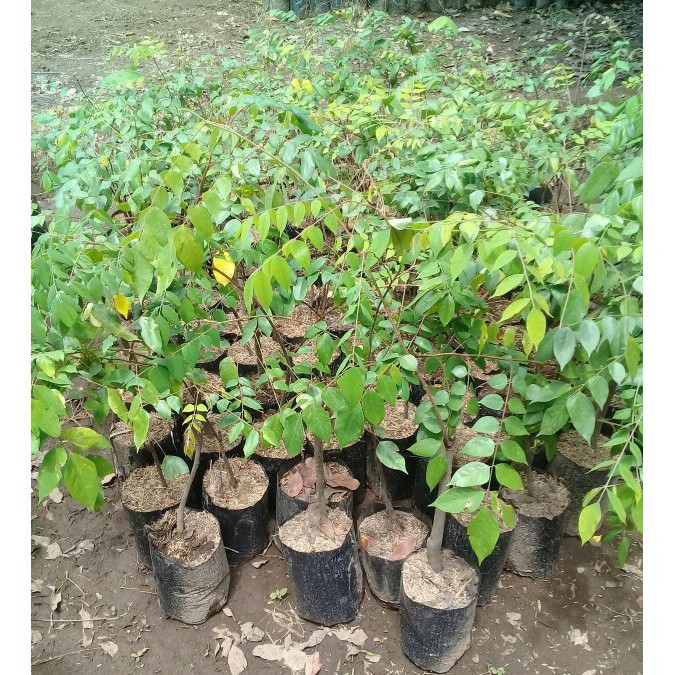 tanaman Buah Belimbing Bangkok Merah bibit tambulapot-1