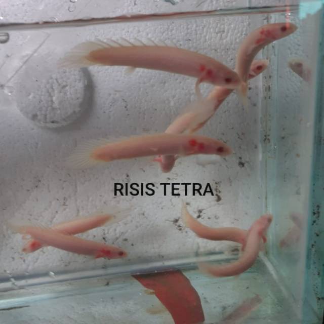 Ikan palmas albino