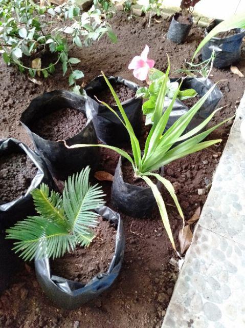 Tanaman Mandevilla Pink