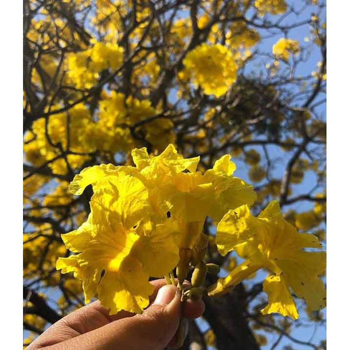 tanaman hias Tabebuya - Pohon Bunga Sakura Tabebuya Tabebuia Siap Tanam