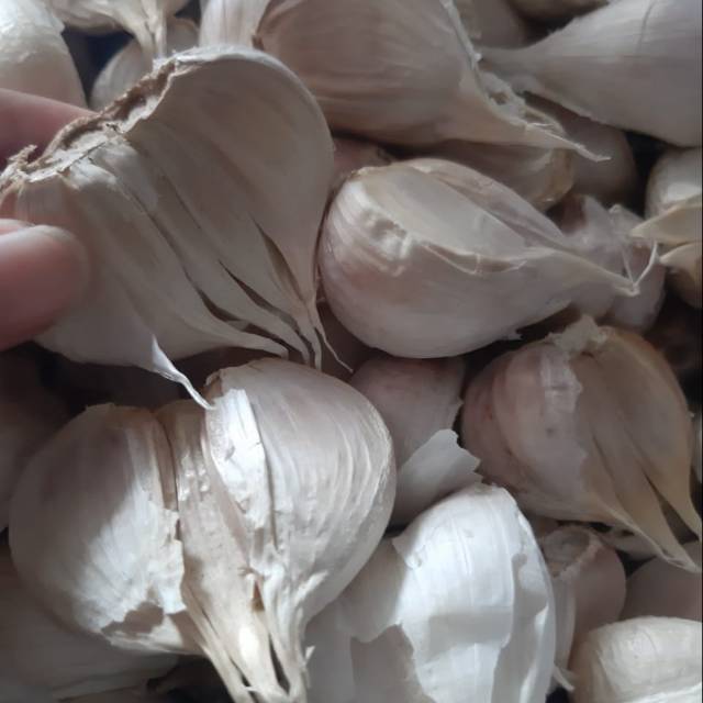 

Bawang Putih Kating