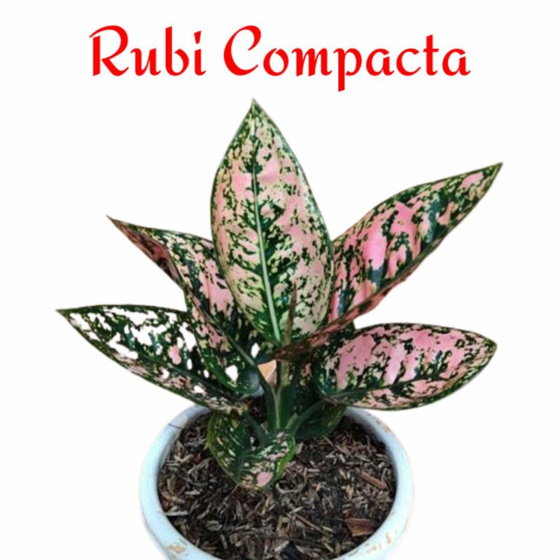 Aglonema Ruby compacta