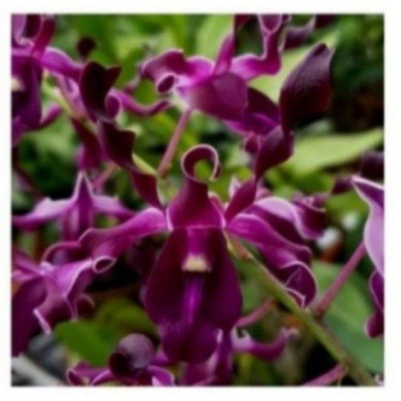 Anggrek Keriting Bunga Ungu Siap Spike - Pohon Anggrek Dendrobium keriting