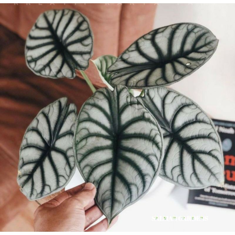 Alocasia Silver Dragon - Tanaman hias Alocasia Silver Dragon