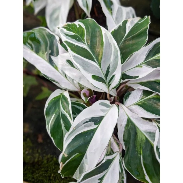 TANAMAN HIAS CALATHEA WHITE FUSION - CALATHEA TISSUE