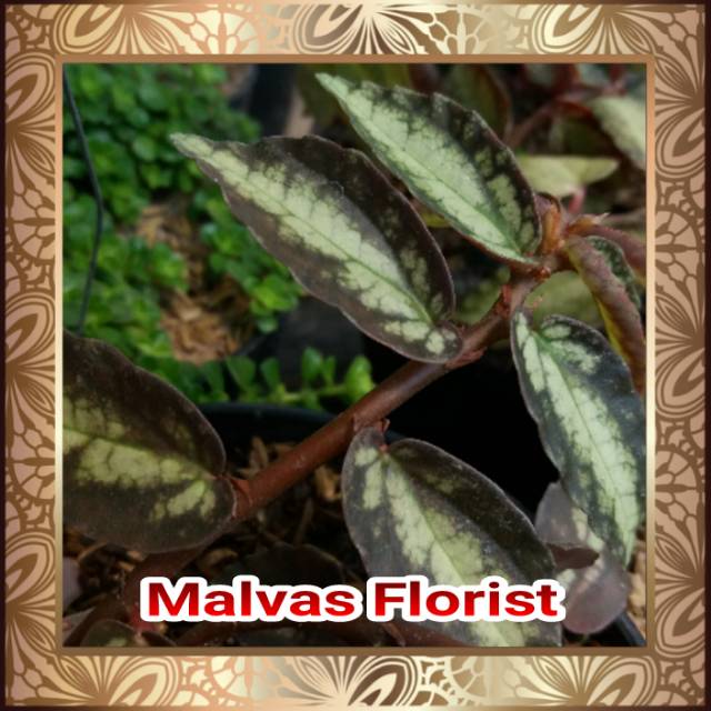 Tanaman hias - bibit bunga gantung caterlak