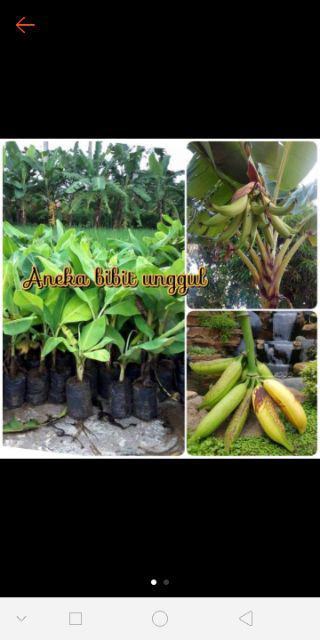 Bibit Buah Pisang Kepok Aneka Bibit Unggul