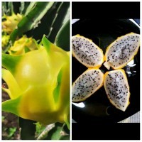 Bibit Buah Naga Kuning Super