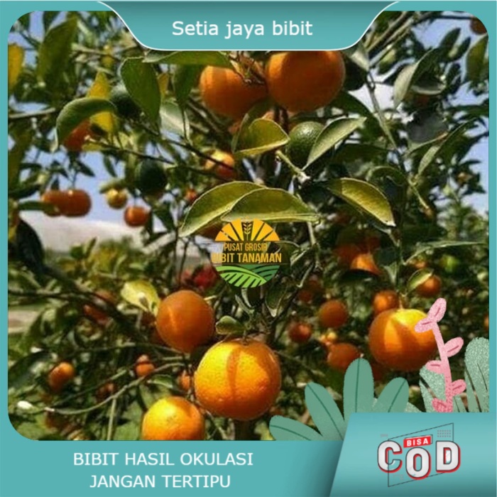 Bibit jeruk mandarin