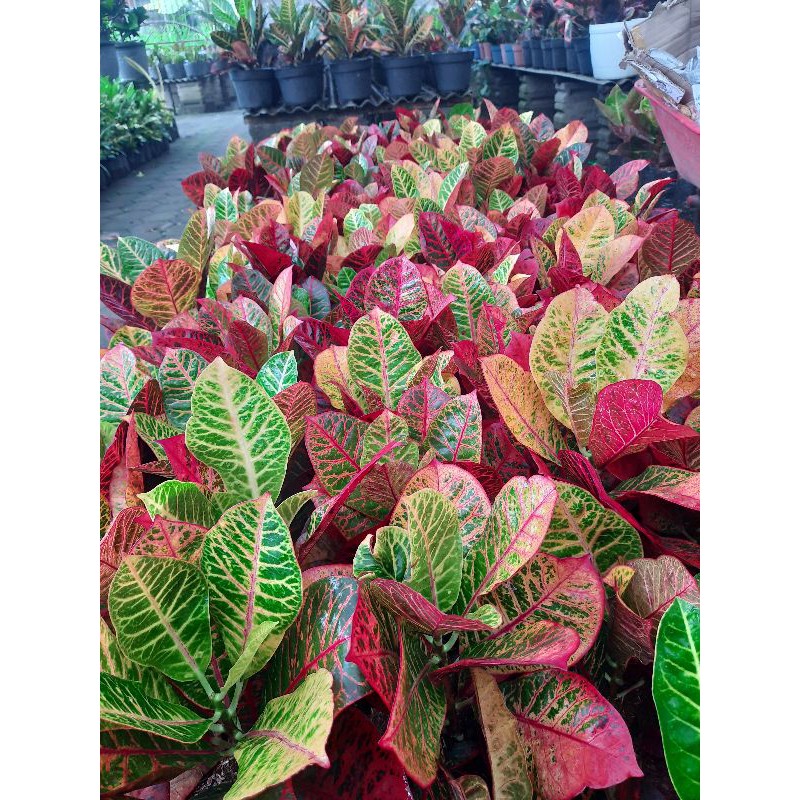 PAKET 10 POHON PURING WORTEN BEAUTY TERMURAHH