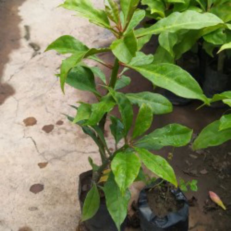 BIBIT DAUN JARUM TUJUH DURI