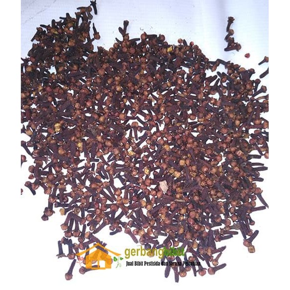 Biji Cengkeh Kering Super 1 kg Untuk Jamu Herbal Tradisional