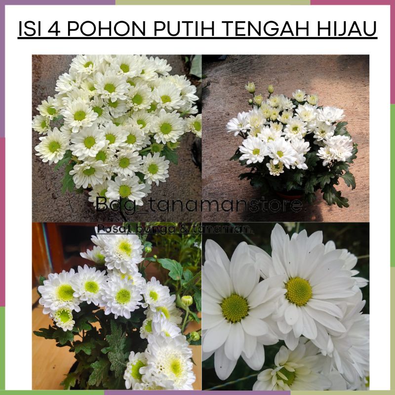 ISI 4 POHON TANAMAN BUNGA KRISAN SERUNI ASTER PUTIH TENGAH HIJAU KUALITAS SUPER