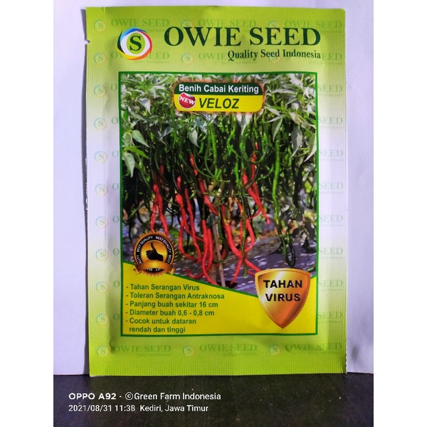 Cabe Veloz Tahan virus kuning kemasan 12.5gr Original Pabrik Owie Seed Cabe Velos Tahan Kuning